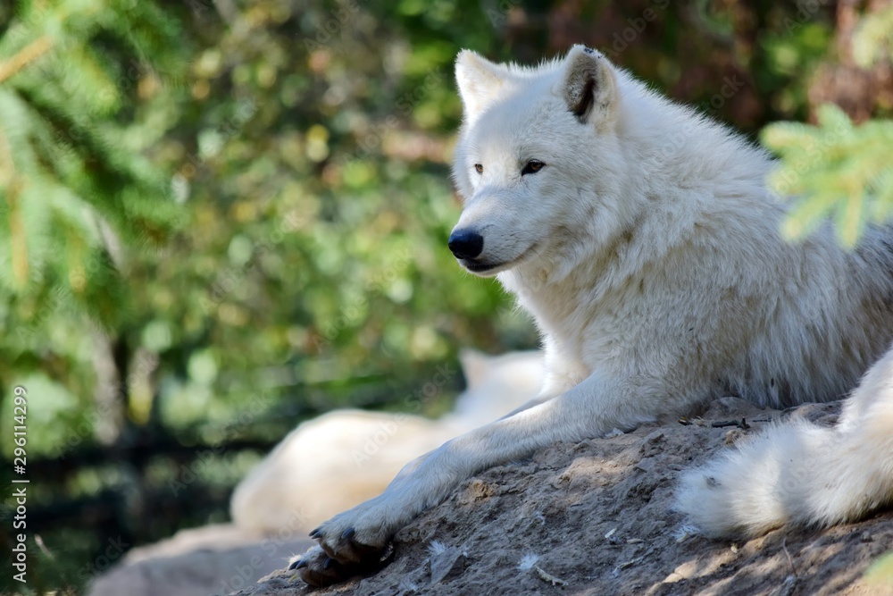 White Arctic Wolf Canis Lupus Arctos Lying on Rock White Arctic Wolf Canis Lupus Arctos Lying on Rock
