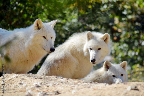 Group of White Arctic Wolf Canis Lupus Arctos on Rock