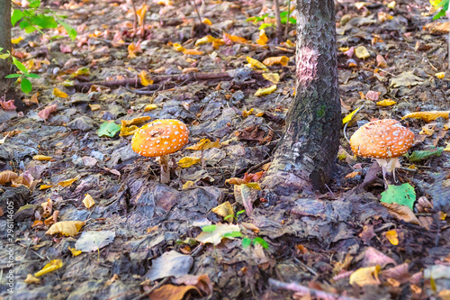 Two little fly agarics in the woods. Amanita muscaria.