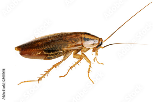 Red pregnant cockroach macro isolated on the white background.