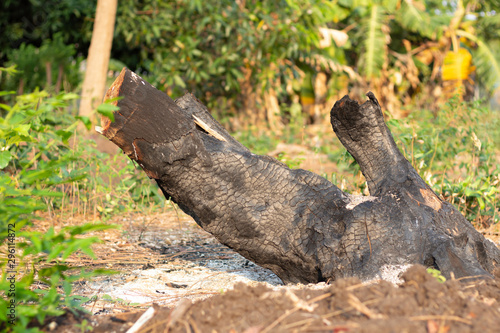 The stump of the tree that burned to black