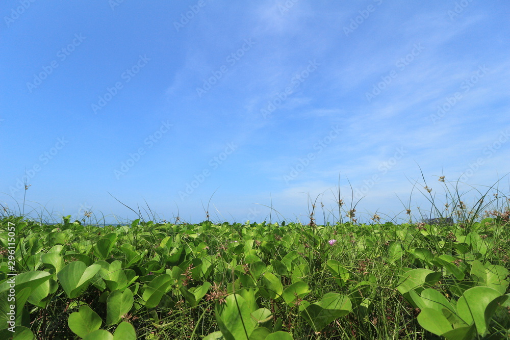 field of corn and blue sky field of corn and blue sky