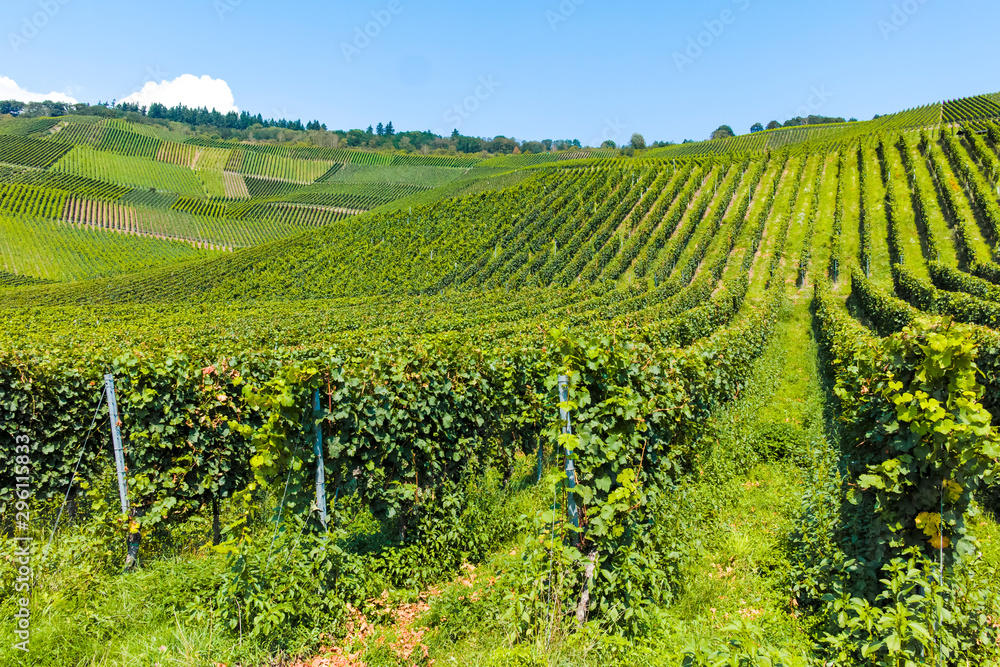 Famous green terraced vineyards in Mosel river valley, Germany, production of quality white and red wine, riesling