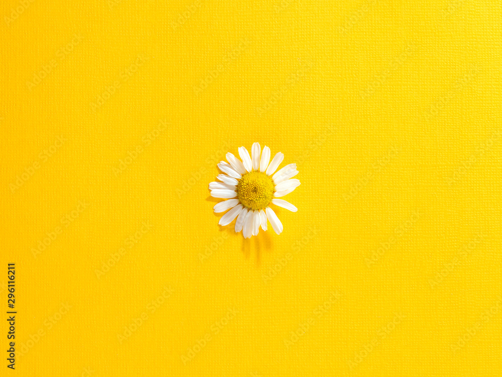 Single chamomile flower on a bright yellow paper - obrazy, fototapety, plakaty 
