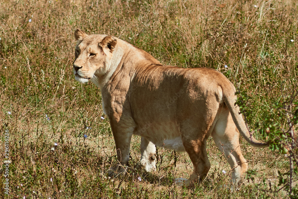 Naklejka premium Big lioness walking in the savannah. Wild animal in the natural habitat.