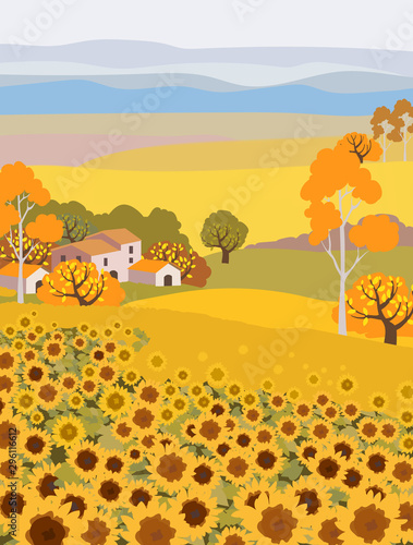 Countryside farm with sunflower growing. Village houses on background. Yellow...