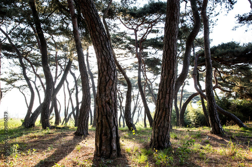 Gomanaru is a pine forest in Gongju-si, Korea.