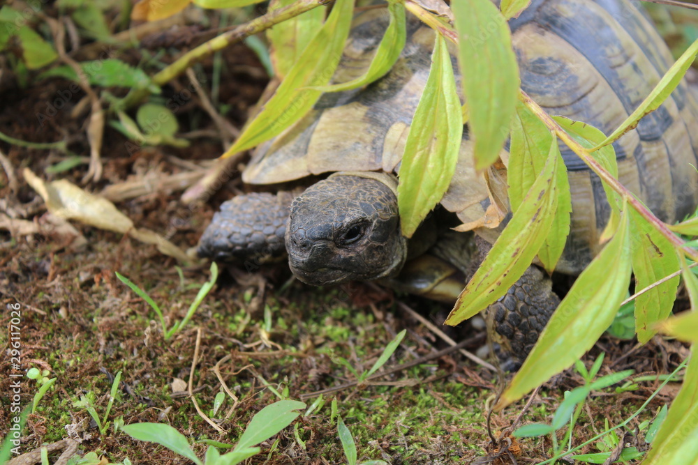Obraz premium Griechische Landschildkröte