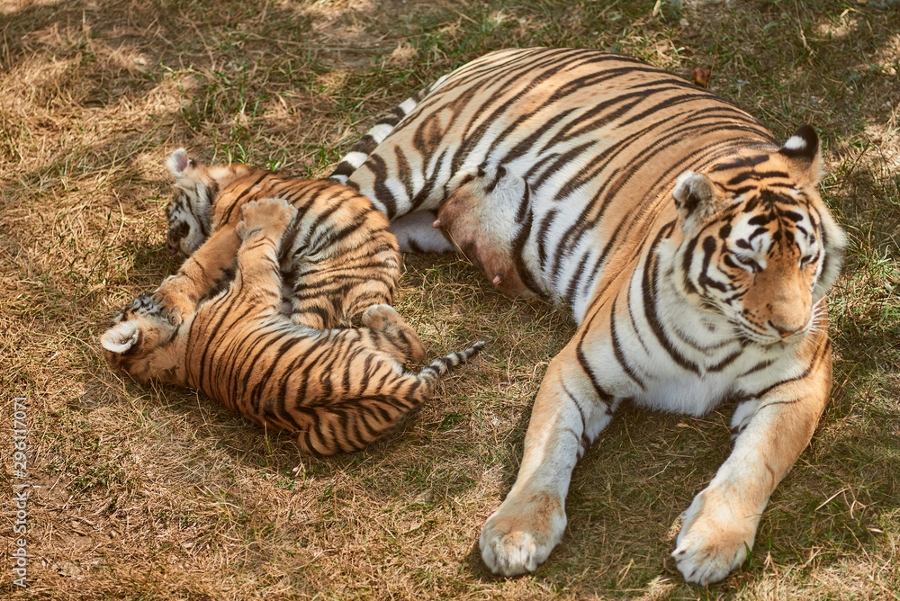 Mom tigress with two babies. Two little playing tiger cubs. Tiger family.  Wild animals in nature Stock Photo