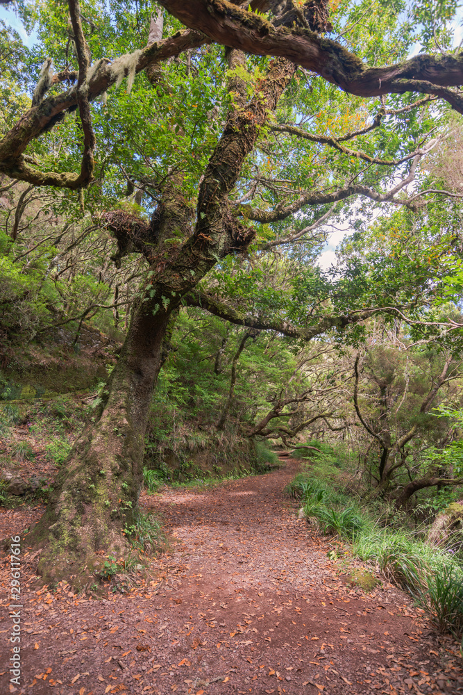 forest path at Madeira forest path at Madeira