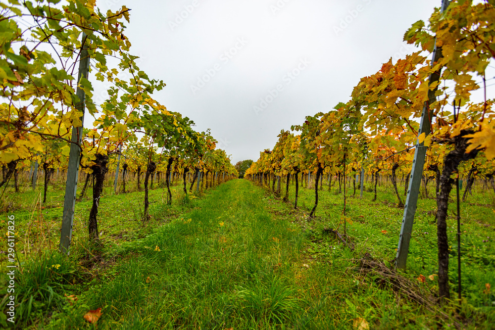 autumn vineyards in the mist 
