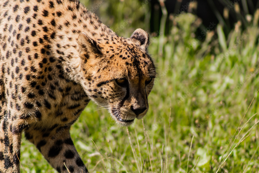 a cheetah walking through a green meadow a cheetah walking through a green meadow