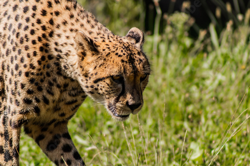 a cheetah walking through a green meadow