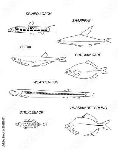 Freshwater fish. Vector drawing silhouettes set.