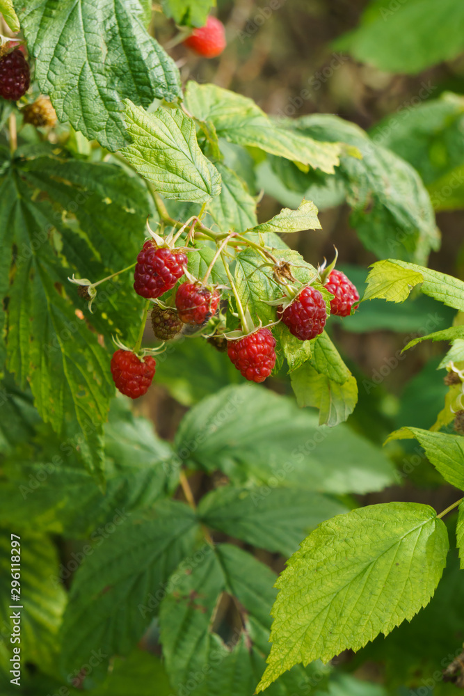 Red raspberries on the branches in the garden. Red raspberries on the branches in the garden.