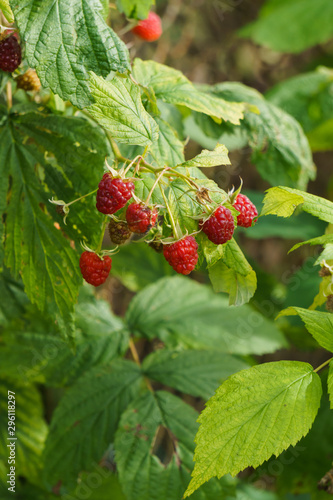 Red raspberries on the branches in the garden.