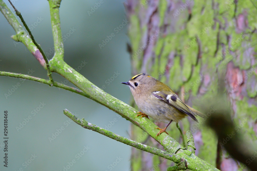 Wintergoldhähnchen (Regulus regulus) Wintergoldhähnchen (Regulus regulus)