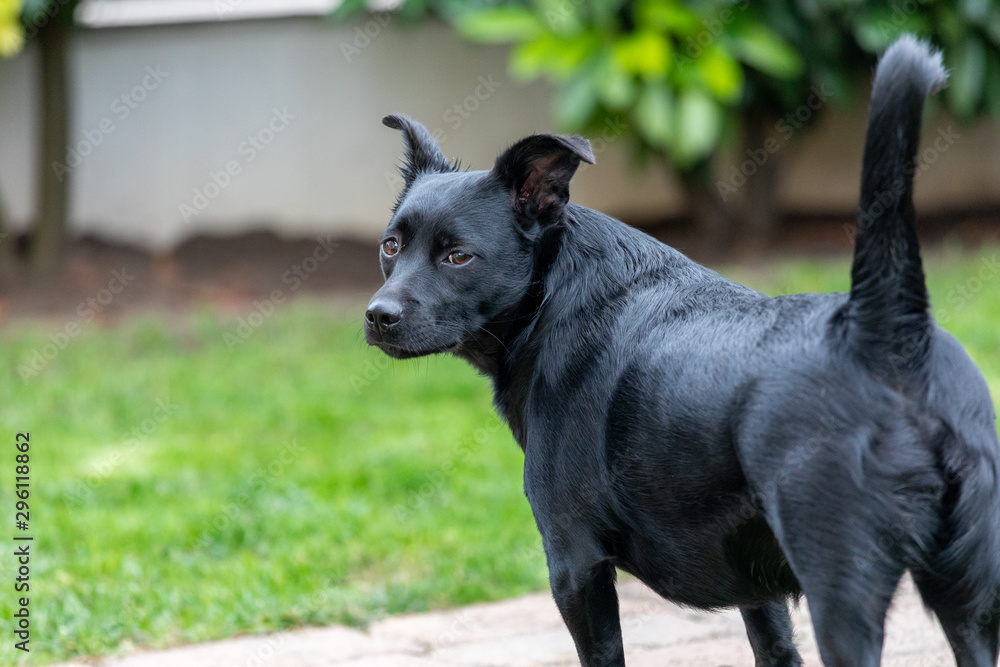 A little black dog outdoors in green grass. The dog is a mixed of a Labrador retriever. A little black dog outdoors in green grass. The dog is a mixed of a Labrador retriever.