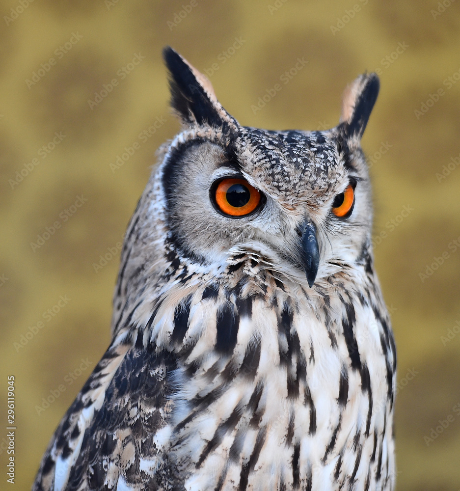 Obraz premium buho real