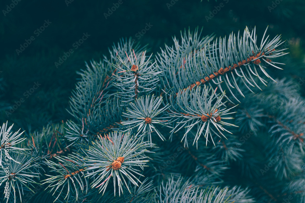 pine tree close-up