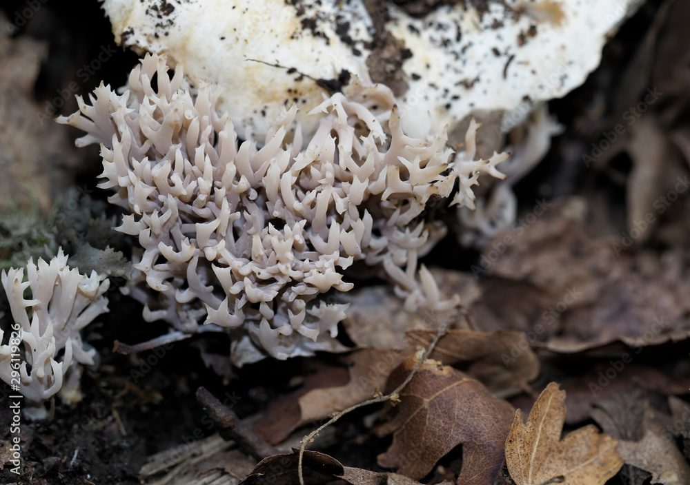 Club fungi in oakwood. Aka Clavarioid fungi, Basidiomycota. Club fungi in oakwood. Aka Clavarioid fungi, Basidiomycota.