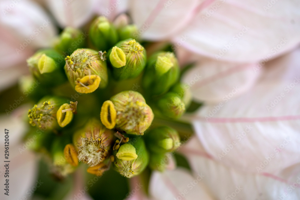 Beautiful light pink colored potted flowers Beautiful light pink colored potted flowers