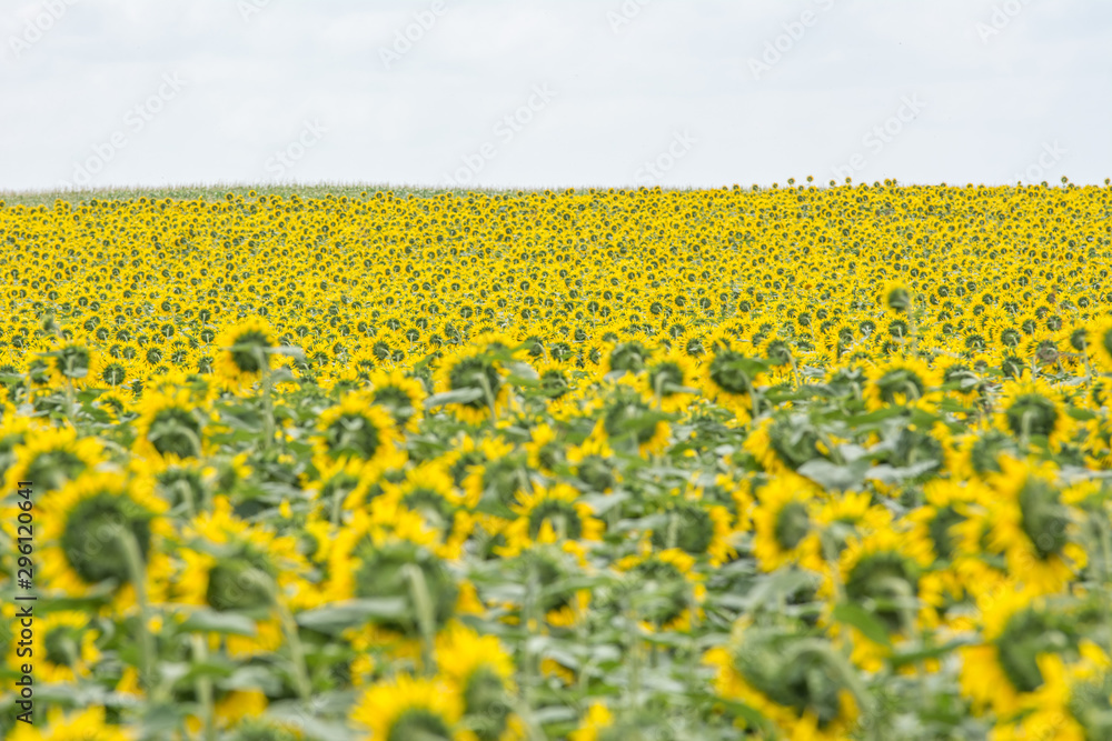 Field of sunflowers in the mid Summer Field of sunflowers in the mid Summer