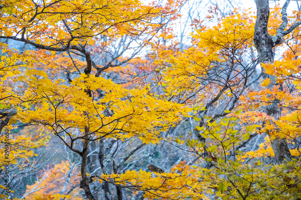 Autumn, Maple leaves orange and red In summer the leaves change color at Nikko in Japan