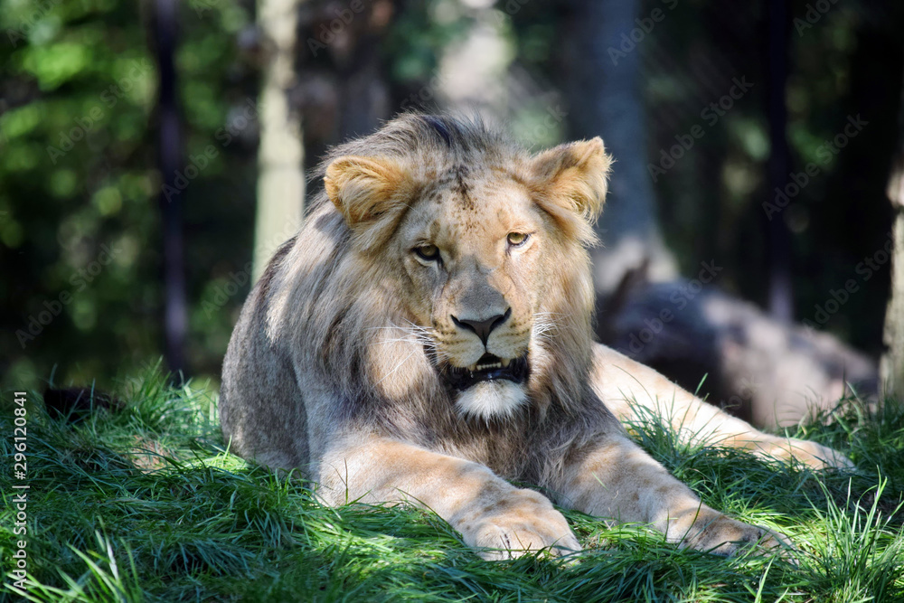 Katanga Lion Lying on Grass Portrait Katanga Lion Lying on Grass Portrait