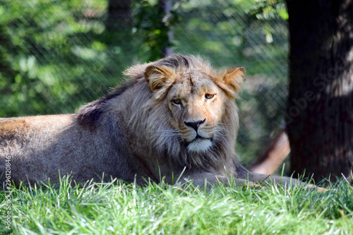 Photography Katanga Lion Lying on Grass Nature Portrait