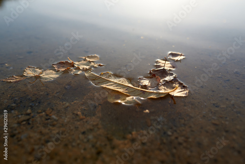 Yellowed leaves float in the water