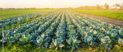 Εκτύπωση καμβά Cabbage plantations in the sunset light