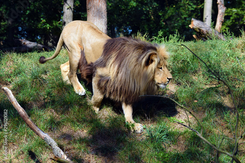 Sticker Portrait of Katanga Lion Walking  in Nature