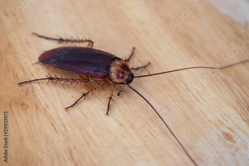 Close up cockroach on wood board