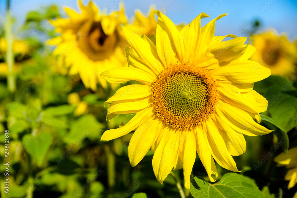 Sunflower flowers on blue sky background 