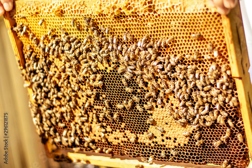 Beekeeper is working with bees and beehives on the apiary. Beekeeper on apiary