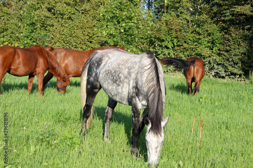 Beautiful Horses grazing in a meadow and eating grass. Beautiful gray horse grazing in a meadow. Summer day in Latvia. Stock photo