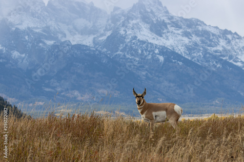 Pronghorn Antelope Buck in Autumn in Wyoming