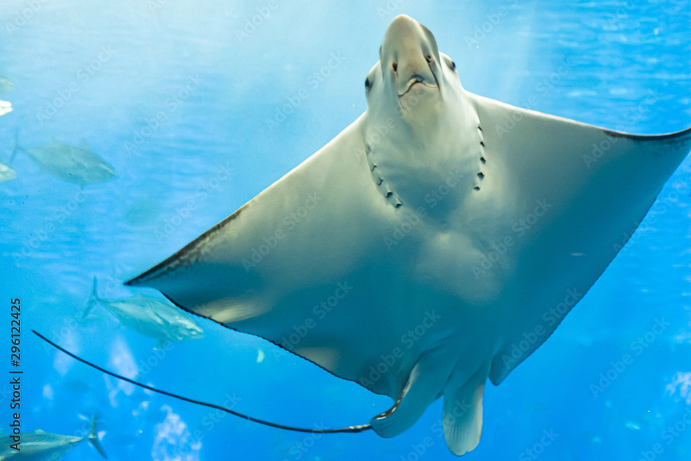 Naklejka premium an eagle ray behind the glass with Marine life for background