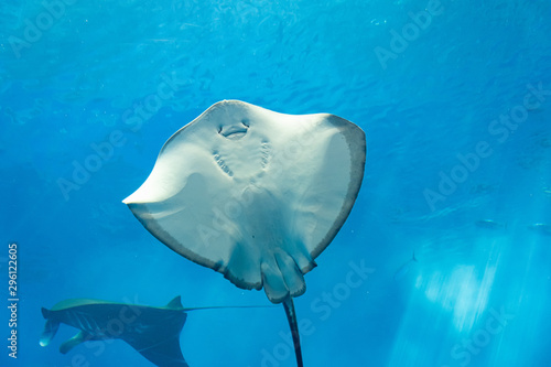 the variety of stingrays behind the glass with underwater sea life for background