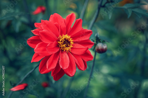 Foto Beautiful fairy dreamy magic red crimson scarlet dahlia flower on faded blurry blue green background