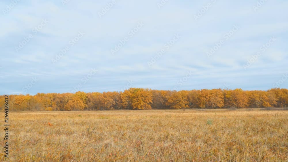 Autumn meadow in front of yellow autumn forest Autumn meadow in front of yellow autumn forest
