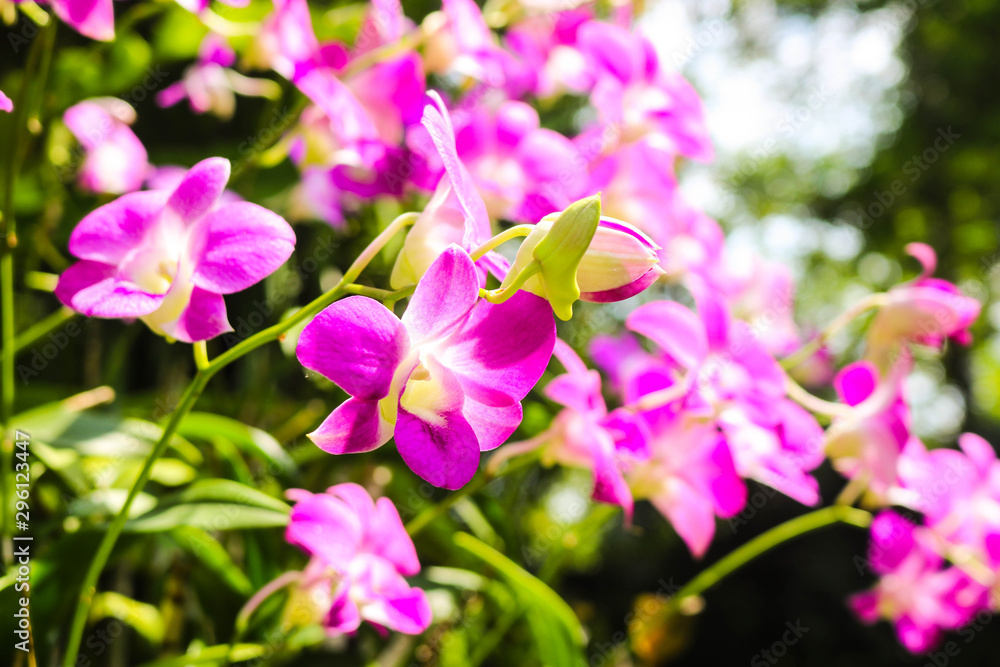 Beautiful purple orchid in the garden with morning light Beautiful purple orchid in the garden with morning light