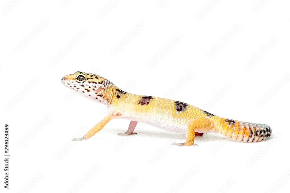 Naklejka premium Leopard gecko isolated on white background