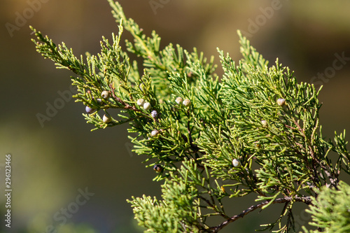 branch of a tree