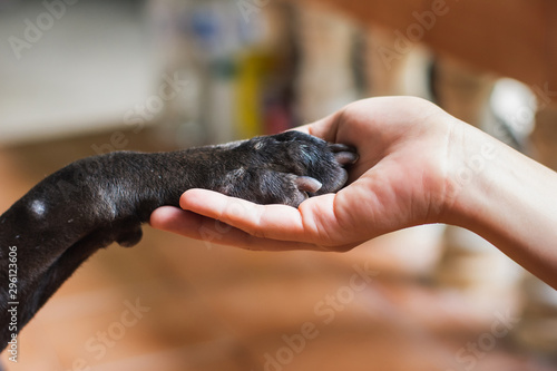 Woman hand holding paw of black dog. Animal and human friendship concept.