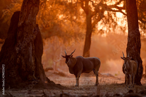 The common eland, also known as the southern eland or eland antelope with back light with sunset in Mana Pools National Park in Zimbabwe photo