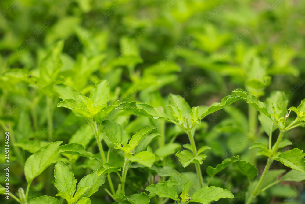 Fresh basil plant in morning light in the garden, Basil leaves is an ingredient in cooking. Fresh basil plant in morning light in the garden, Basil leaves is an ingredient in cooking.