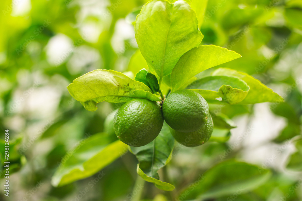Closed up Green lime plant with fruits. Lime is sour, Lime is an ingredient in cooking.