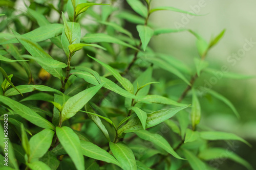 The leaves of Persicaria odorata in morning light, Vietnamese coriander growing in the garden, Vietnamese coriander is an ingredient in cooking.